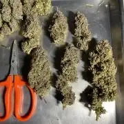 Pinot Noir Auto- Mephisto