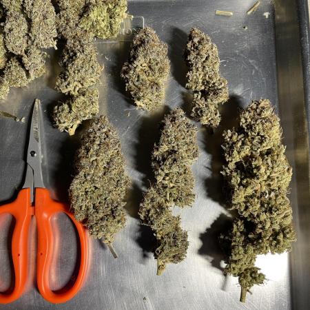 Pinot Noir Auto- Mephisto