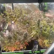 Pinot Noir Auto- Mephisto