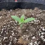 Pinot Noir Auto- Mephisto