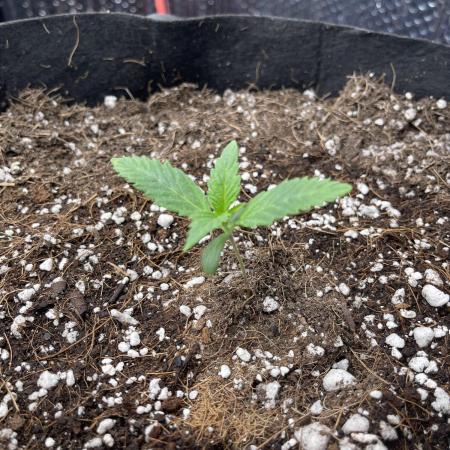 Pinot Noir Auto- Mephisto