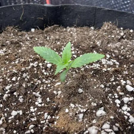 Pinot Noir Auto- Mephisto