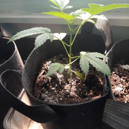 Sibanac Gold And Sibanac Cookie 3 week vegetation