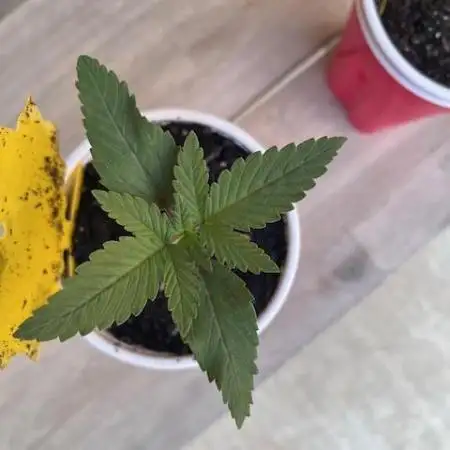 First Grow-White Widow and Maui Waui