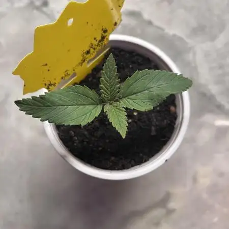 First Grow-White Widow and Maui Waui