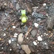 Cheesecake fast flower