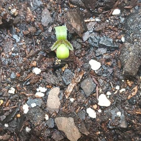 Wedding Cheesecake fast flower