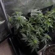 Mixed Autos