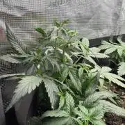 Mixed Autos