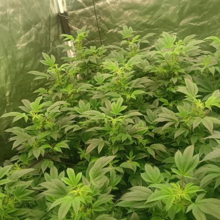 Run N2 Gorilla Glue #4 Fast Own Cut