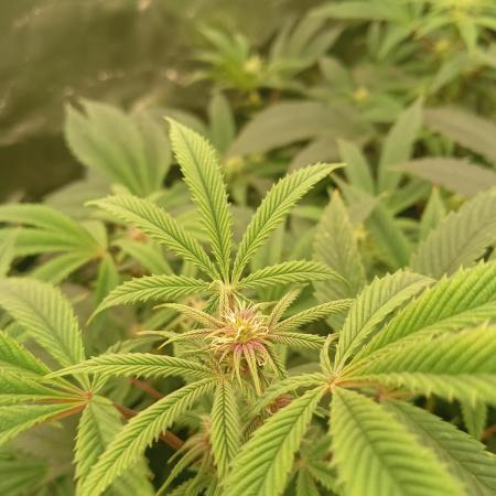 Run N3 Coffee Creamer x 50 Dragons