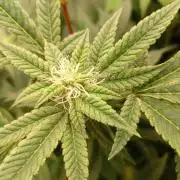 Run N2 Gorilla Glue #4 Fast Own Cut