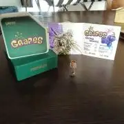 Run NĀŗ1 Grapes