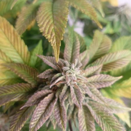 Run N 3 Gorilla Glue#4