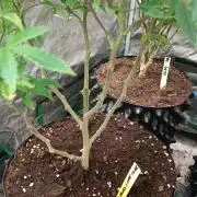 Run 4 Coffee Creamer x 50 Dragons