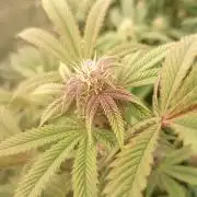 Run N3 Coffee Creamer x 50 Dragons