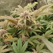 Run N3 Coffee Creamer x 50 Dragons