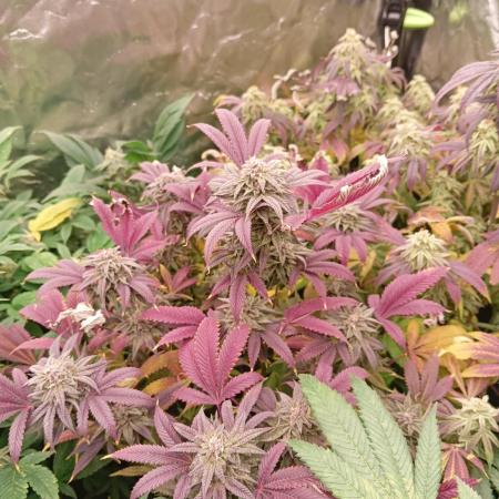 Run N3 Coffee Creamer x 50 Dragons