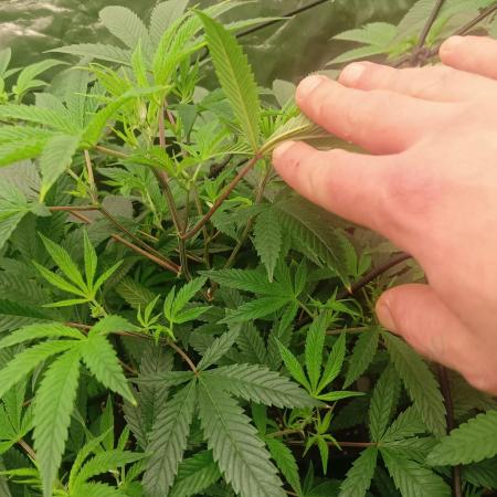 Run N3 Coffee Creamer x 50 Dragons