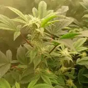 Run N2 Gorilla Glue #4 Fast Own Cut
