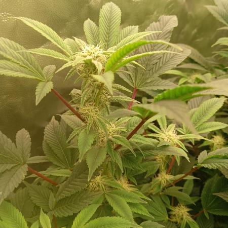 Run N2 Gorilla Glue #4 Fast Own Cut