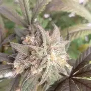 Run N 1 Zombie Kush