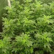 Run N2 Gorilla Glue #4 Fast Own Cut