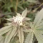 Run N2 Coffee Creamer x 50 Dragons