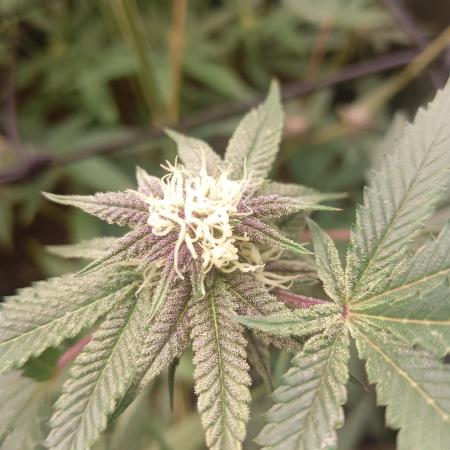 Run N2 Coffee Creamer x 50 Dragons