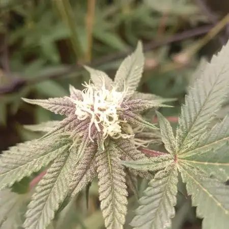 Run N2 Coffee Creamer x 50 Dragons