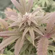 Run N3 Coffee Creamer x 50 Dragons