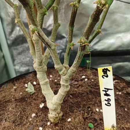 Run N 3 Gorilla Glue#4