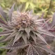 Run N2 Coffee Creamer x 50 Dragons