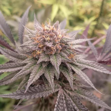 Run N2 Coffee Creamer x 50 Dragons