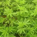 Run N1 Gorilla Glue Fast Own Cut