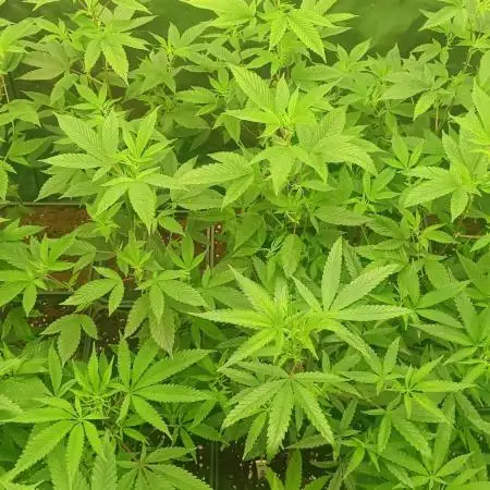 Run N1 Gorilla Glue Fast Own Cut
