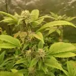 Run N1 Gorilla Glue Fast Own Cut