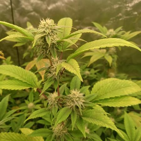 Run N1 Gorilla Glue Fast Own Cut