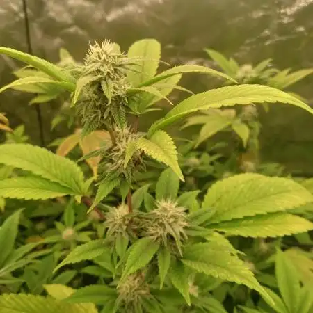 Run N1 Gorilla Glue Fast Own Cut