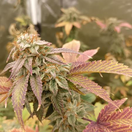 Run N1 Gorilla Glue Fast Own Cut