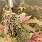 Run N1 Gorilla Glue Fast Own Cut