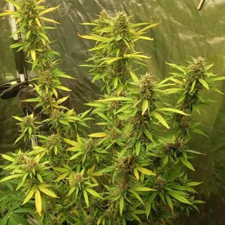 Run N1 Strawberry Bannana Auto