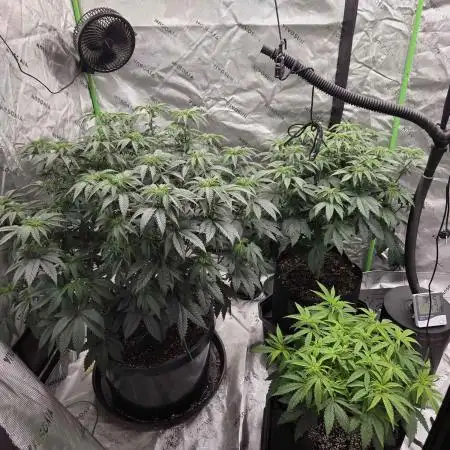 Summer Grow