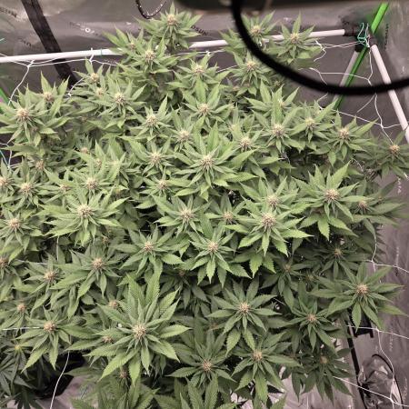 Summer Grow
