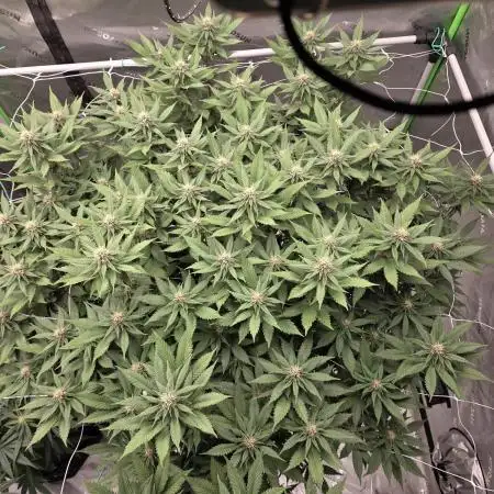 Summer Grow