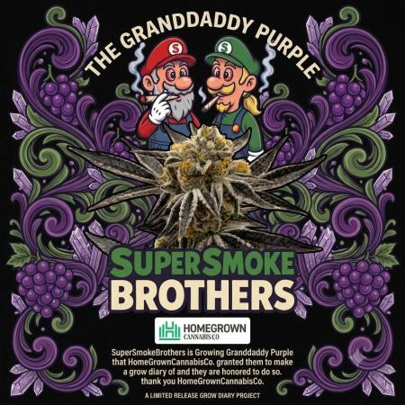 Grandaddy Purple