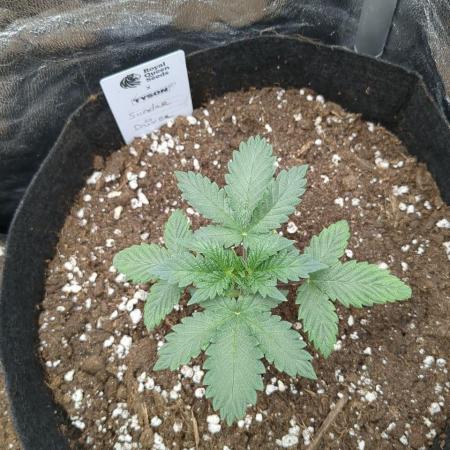 Sundae Driver | RQS |