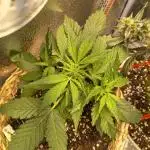 Auto Big Bang | Divineseeds |