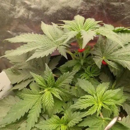 Sundae Driver | RQS |