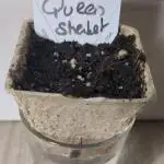 Sherbet Queen Auto - RQS